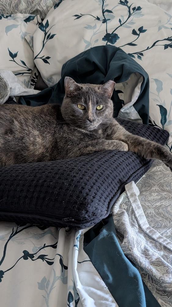 Enlarge Dolly, a Adoptable mixed breed in Brandon, FL image 1/6