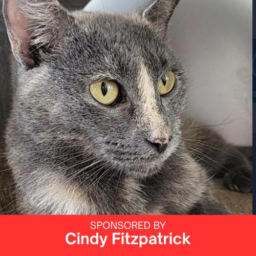 Enlarge Dolly, a Adoptable mixed breed in Brandon, FL image 1/5