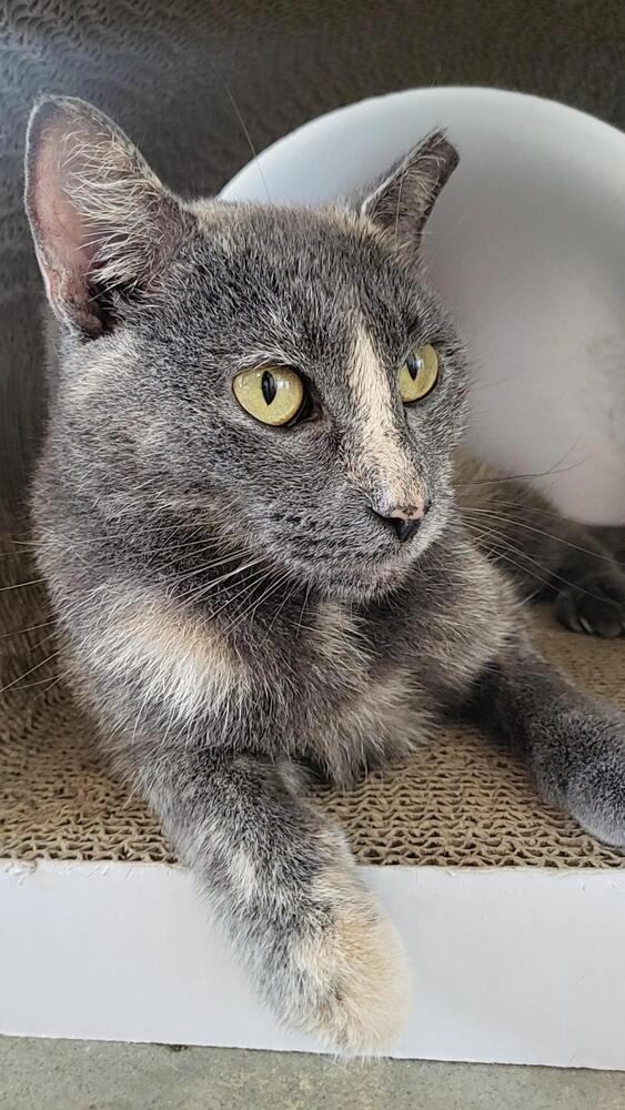 Enlarge Dolly, a Adoptable mixed breed in Brandon, FL image 2/5