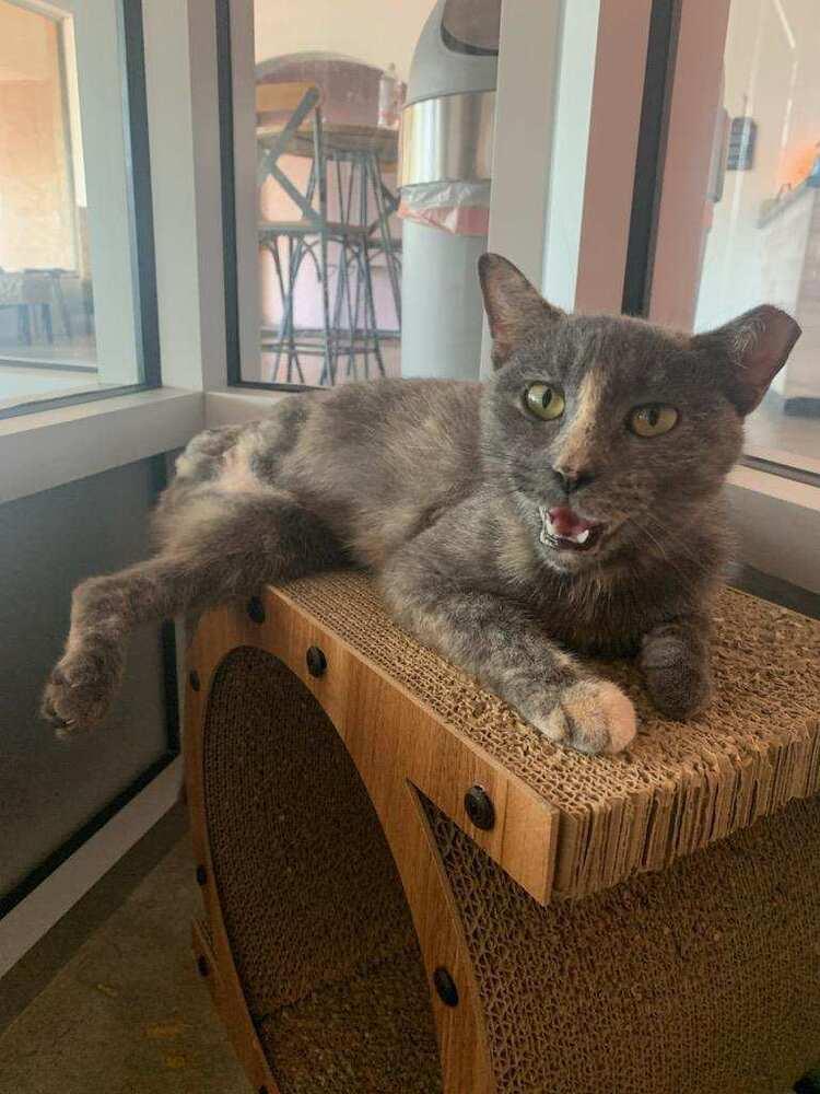 Enlarge Dolly, a Adoptable mixed breed in Brandon, FL image 3/5