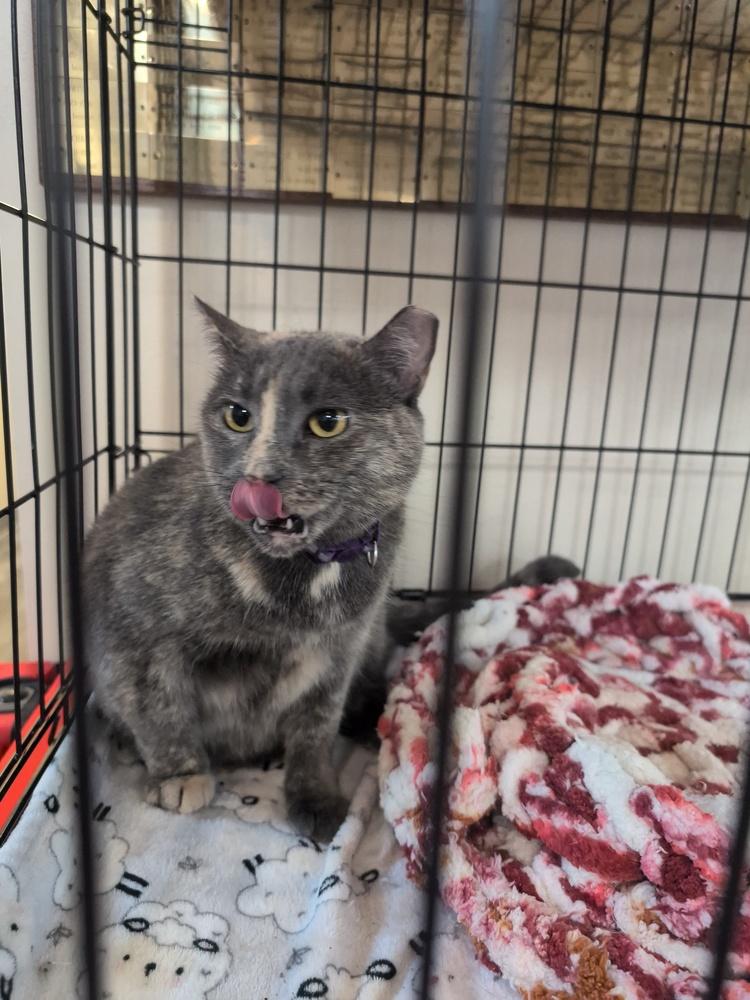 Enlarge Dolly, a Adoptable mixed breed in Brandon, FL image 4/6