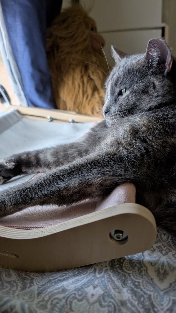 Enlarge Dolly, a Adoptable mixed breed in Brandon, FL image 4/5