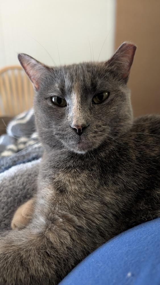 Enlarge Dolly, a Adoptable mixed breed in Brandon, FL image 5/5