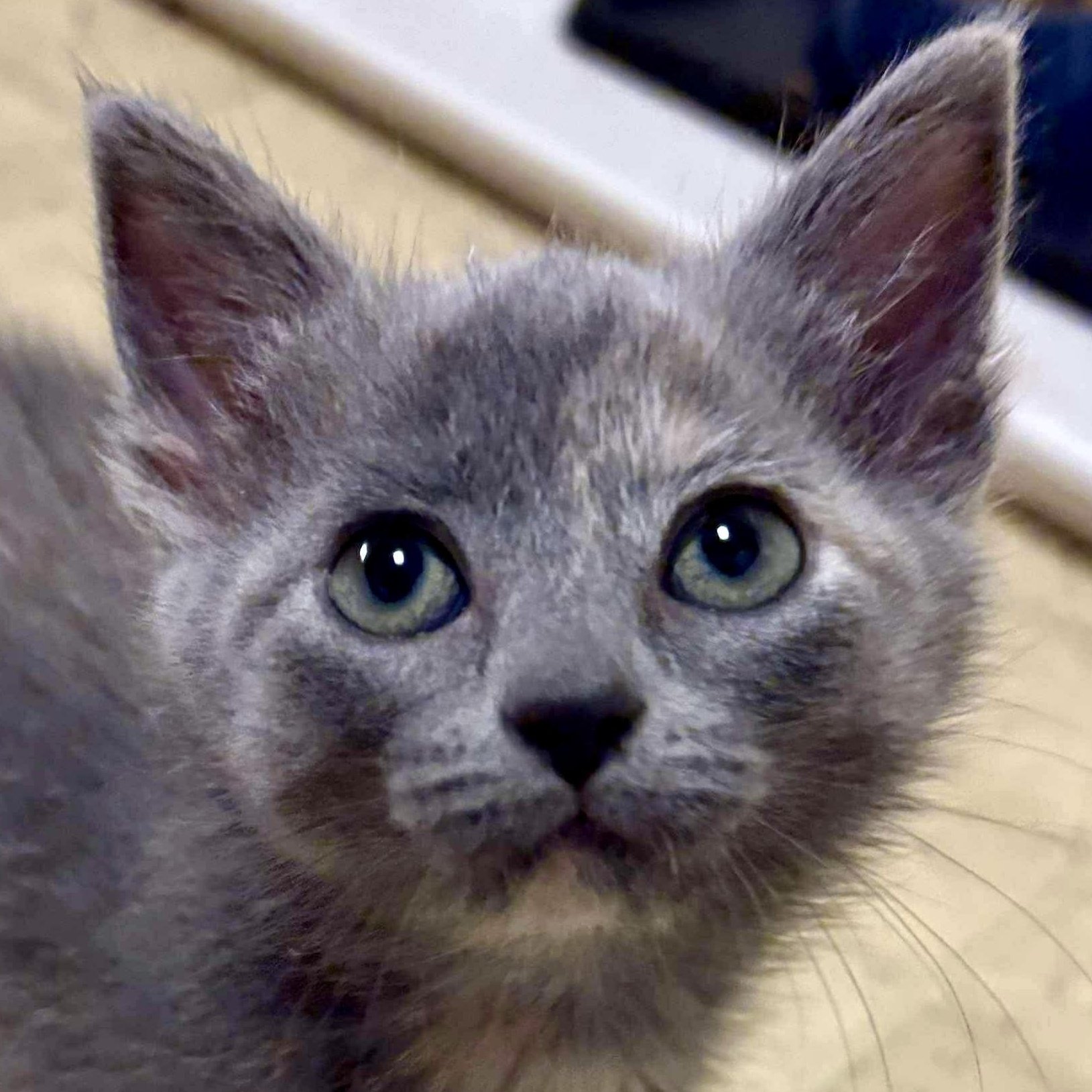 Luna, a Adopted Domestic Short Hair in Apex, NC image 1/2