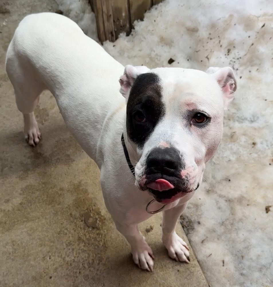 MAX, Adoptable, Adult Male American Bulldog & Cane Corso.