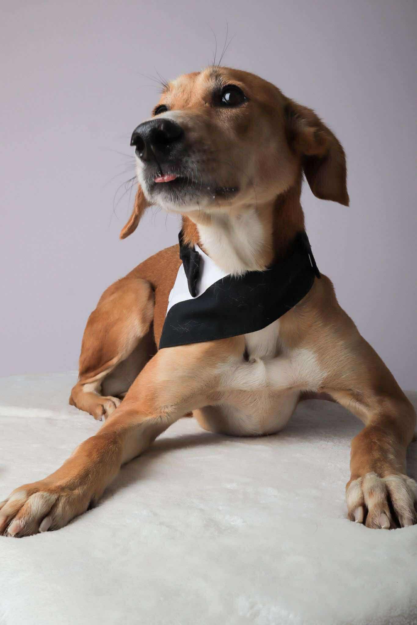 Codie, ADOPTABLE, Adult Male Saluki.