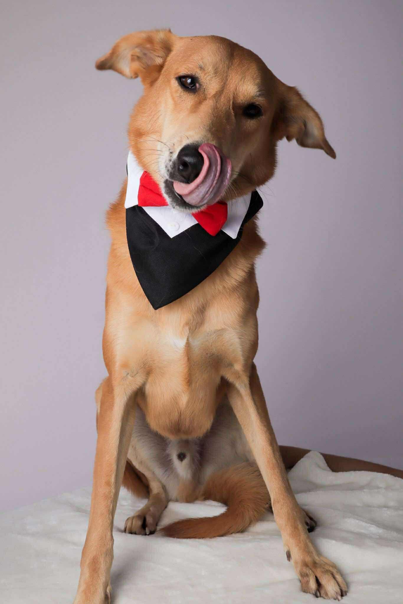 Codie, a ADOPTABLE mixed breed in Alexandria , VA image 2/2