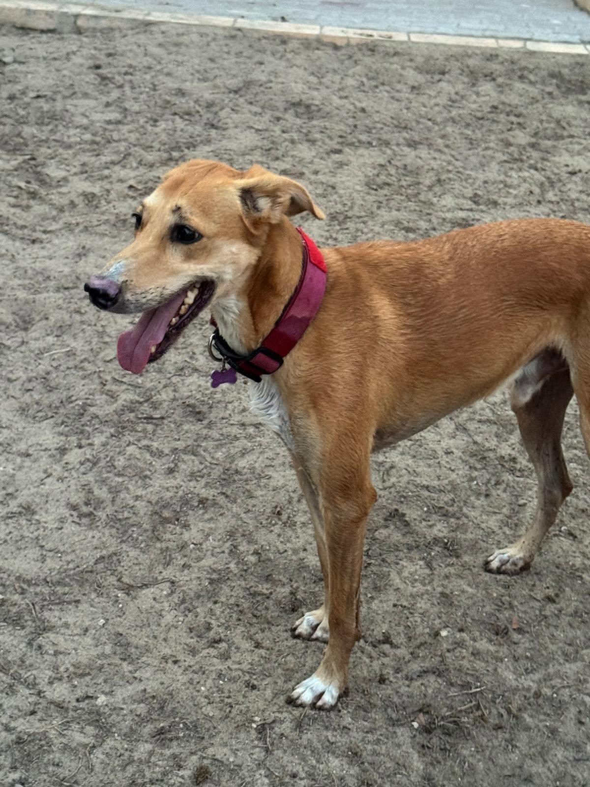 Codie, ADOPTABLE, Adult Male Saluki.