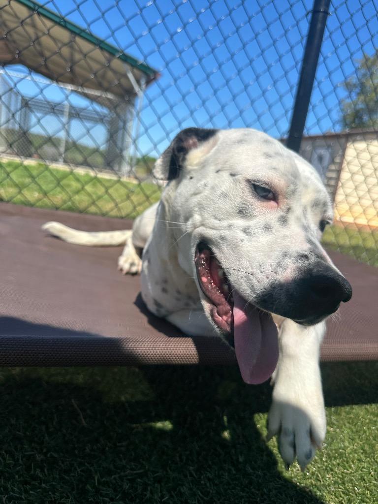 Delilah, Adoptable, Young Female Mixed Breed.