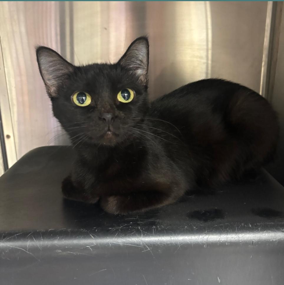 Mary, Adoptable, Adult Female Domestic Short Hair.