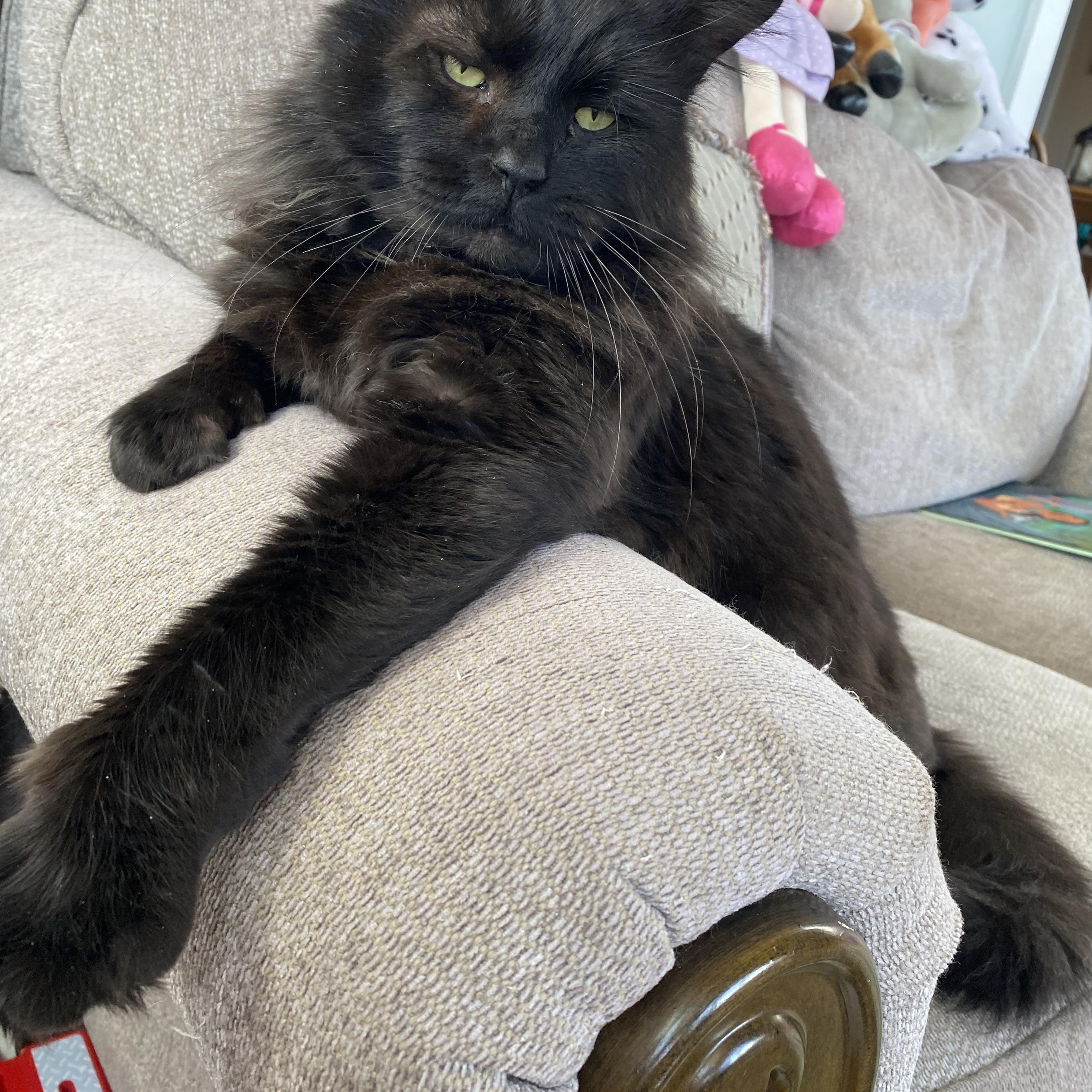 Big Boy Raven, Adoptable, Adult Male Maine Coon & Domestic Long Hair.