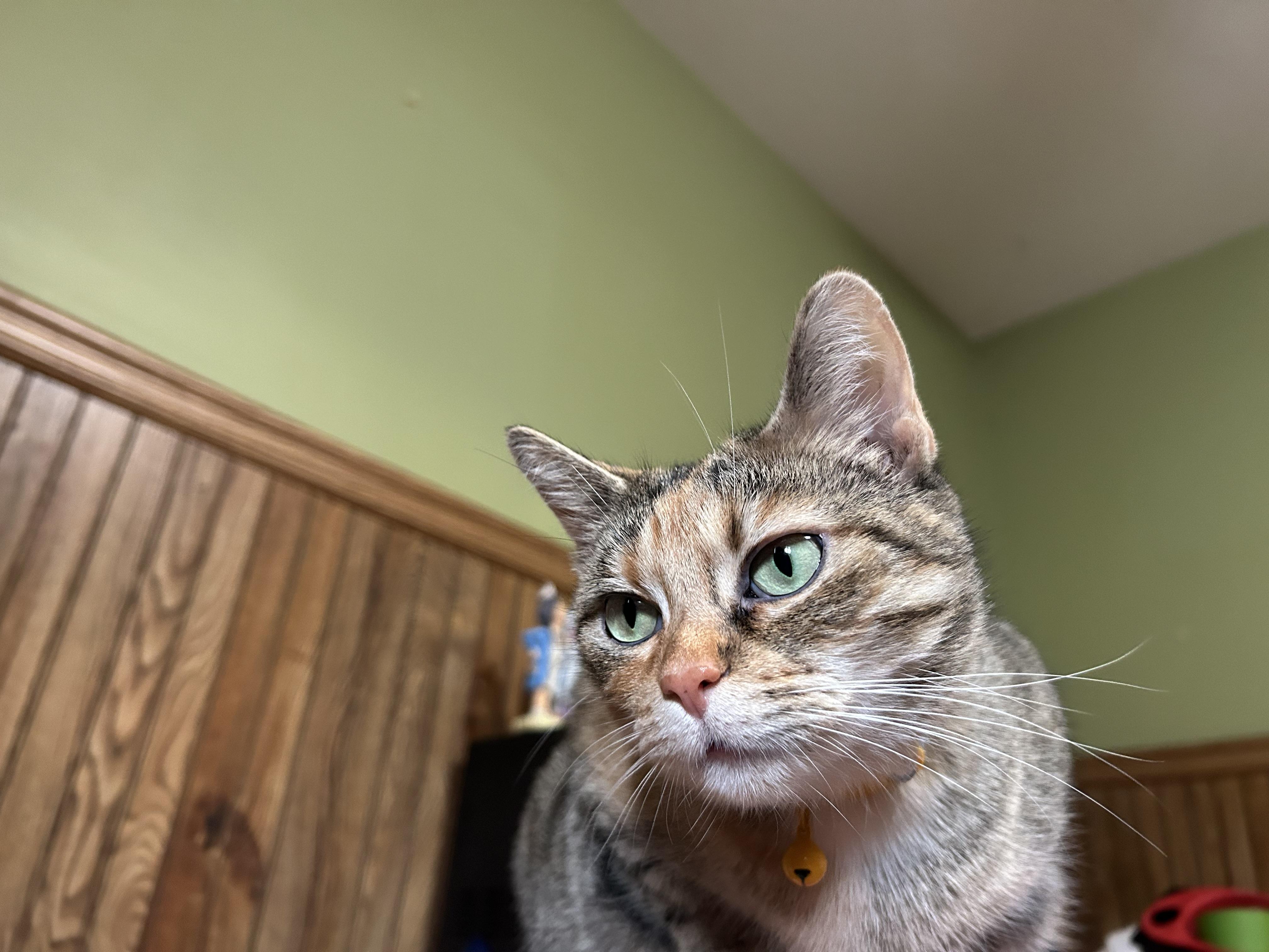 Cookie, Adoptable, Adult Female Domestic Short Hair.