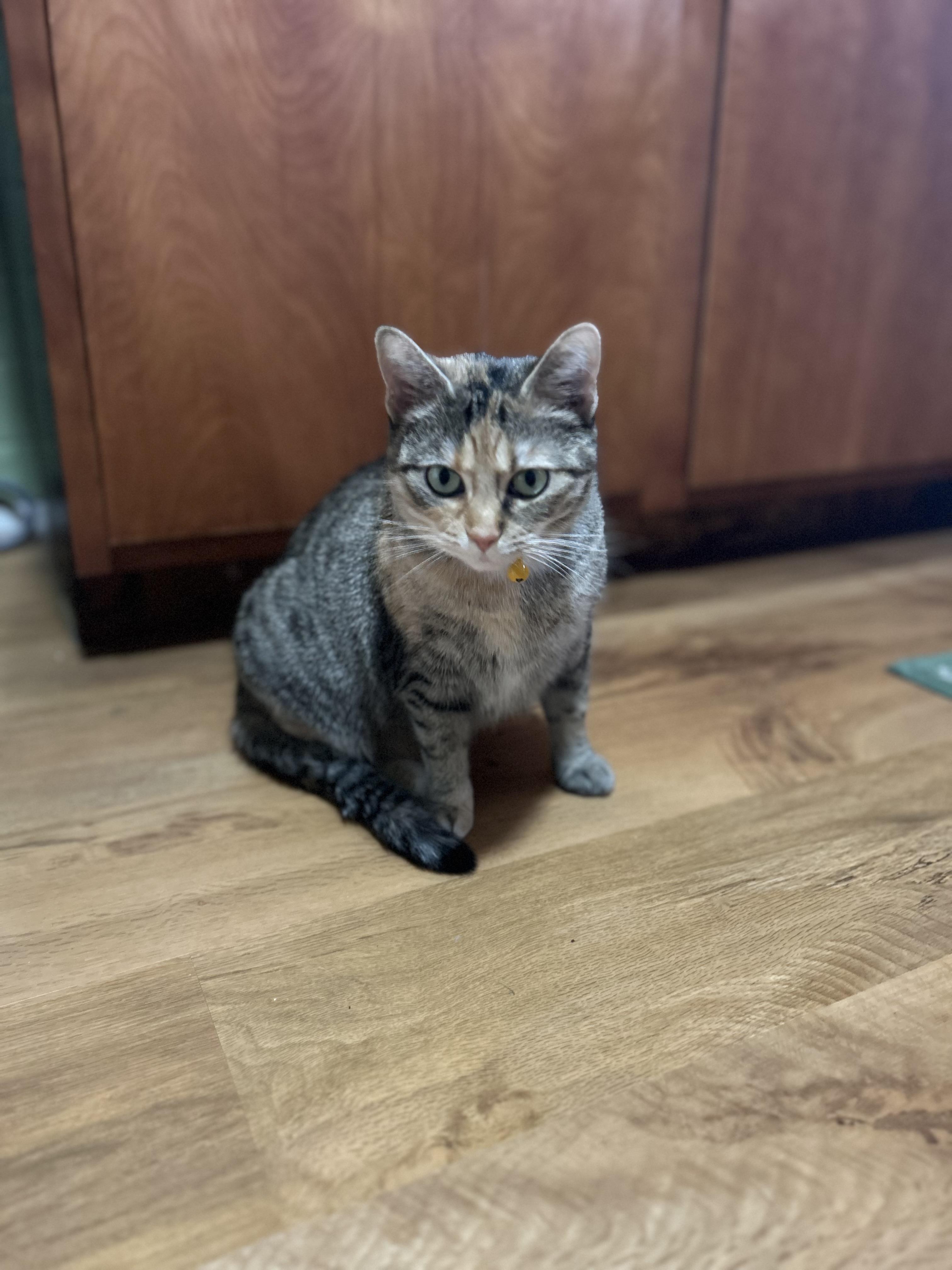 Cookie, a Adoptable Domestic Short Hair in Onalaska, WI image 2/3