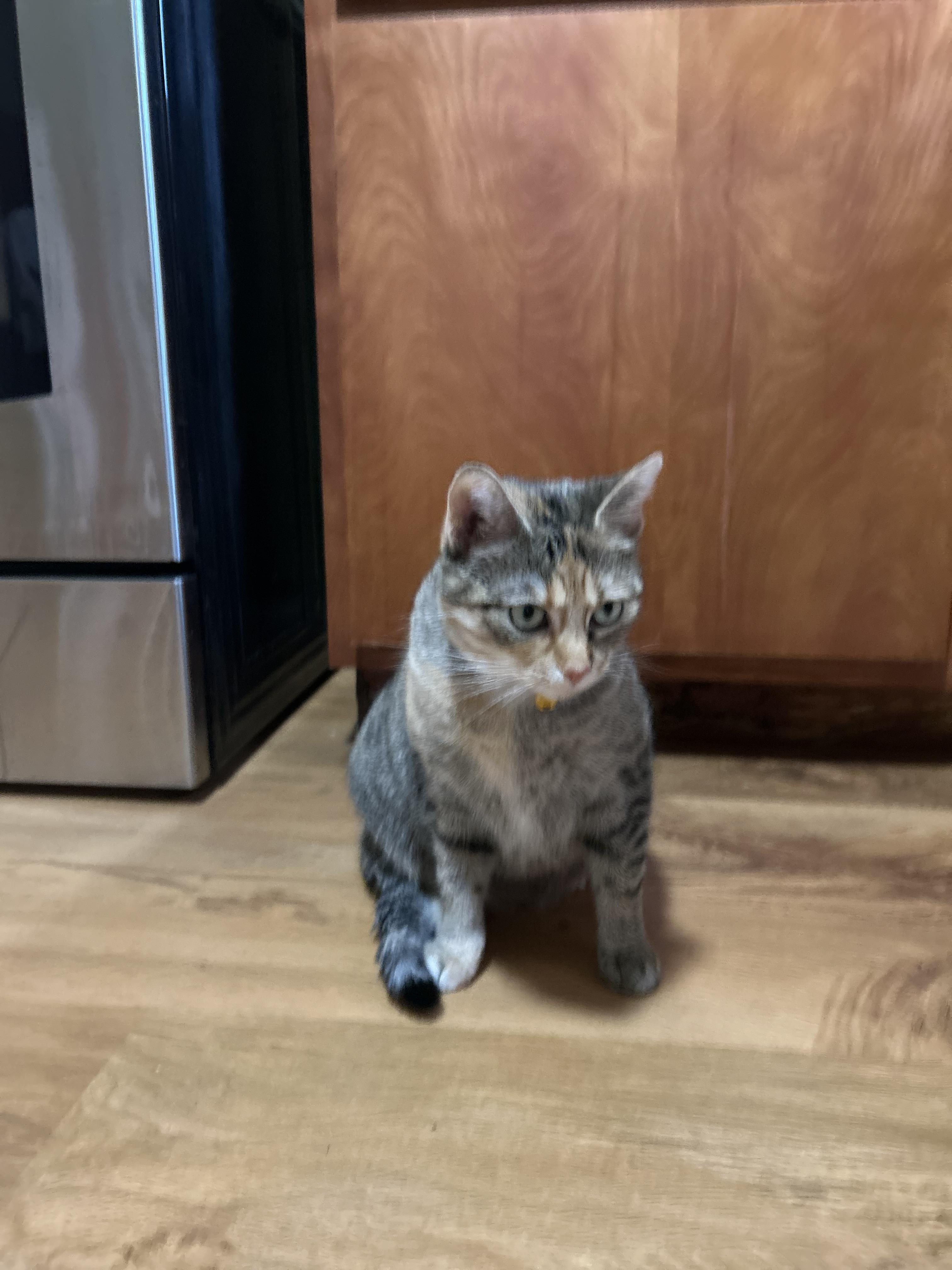 Cookie, a Adoptable Domestic Short Hair in Onalaska, WI image 3/3