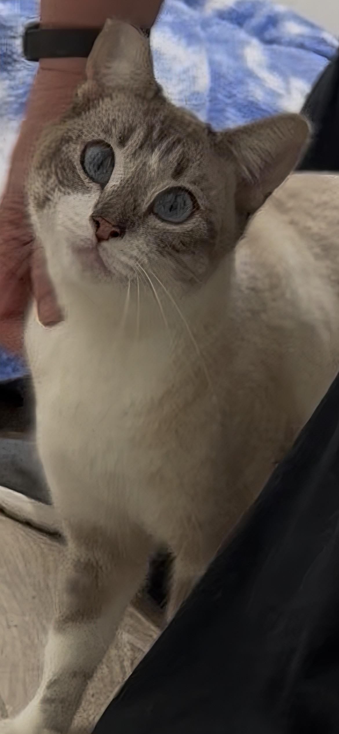 Binx, adopted, Kitten Female Siamese.