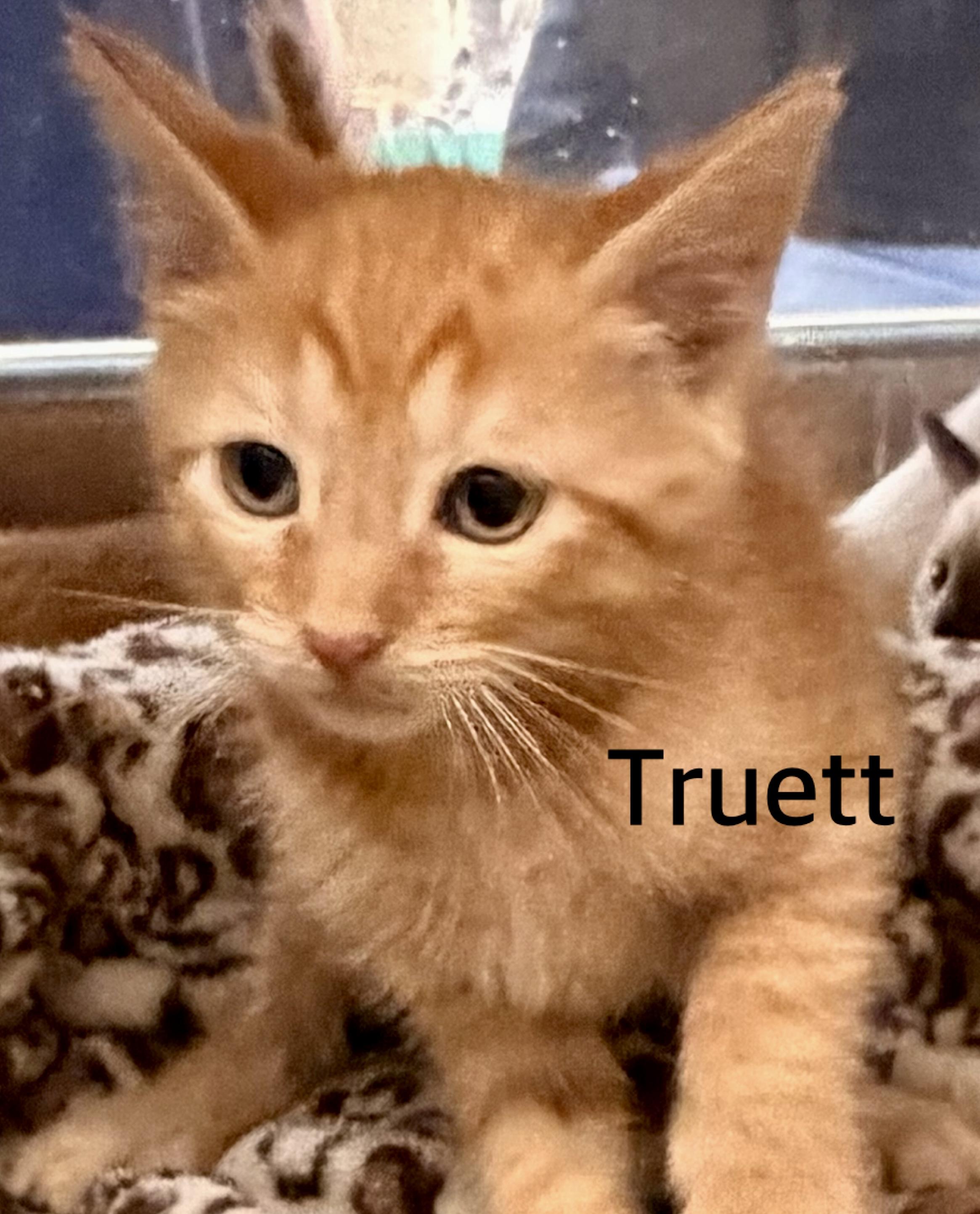 Truett, ADOPTABLE, Kitten Male Domestic Short Hair.