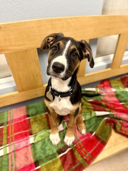 Pip, adopted, Puppy Female Mixed Breed.