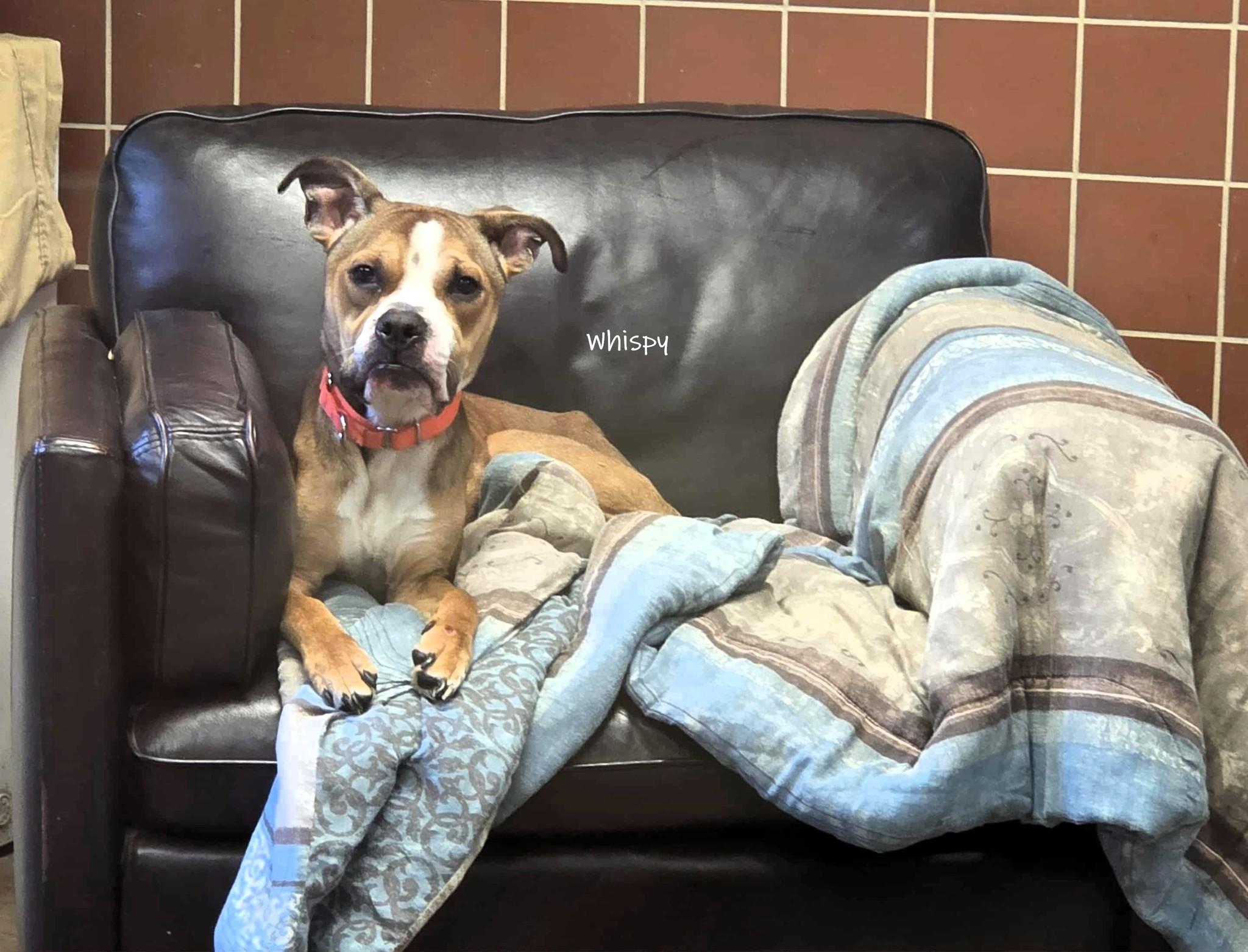 Whispy, Adoptable, Young Male Boxer.