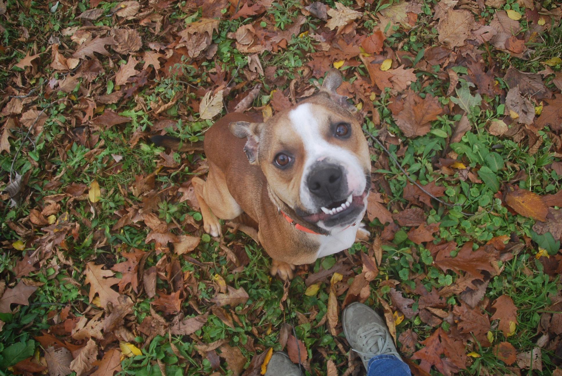 Enlarge Whispy, a other mixed breed in Chardon, OH image 3/6