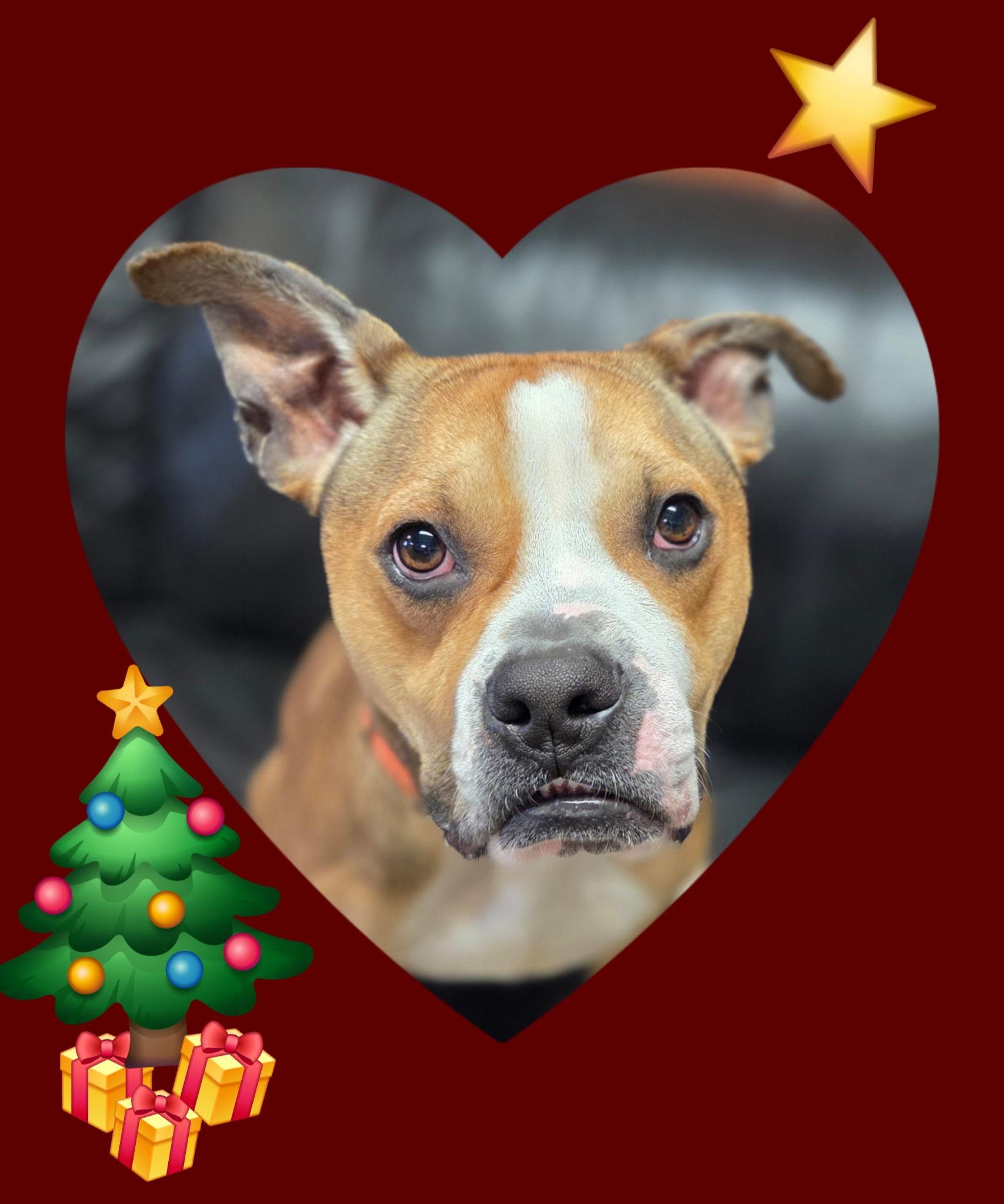 Enlarge Whispy, a other mixed breed in Chardon, OH image 2/6