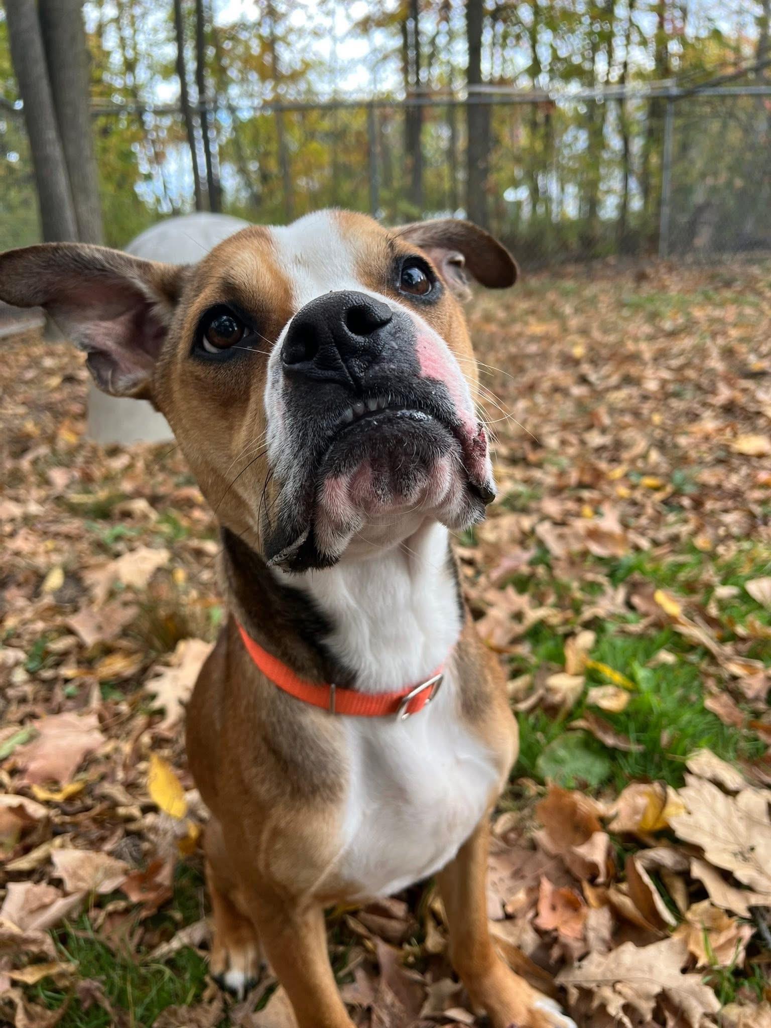 Enlarge Whispy, a other mixed breed in Chardon, OH image 5/6