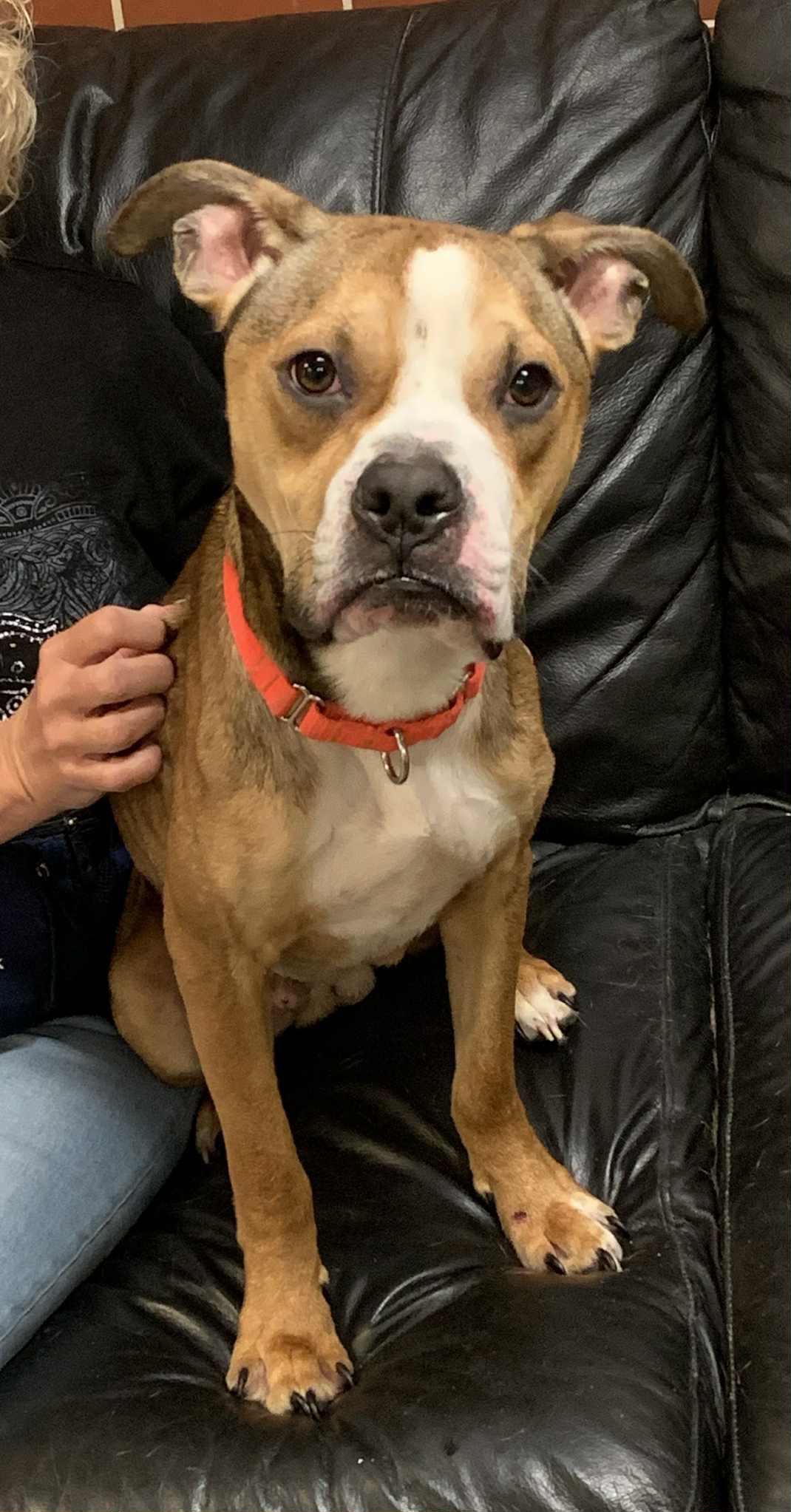 Enlarge Whispy, a other mixed breed in Chardon, OH image 6/6