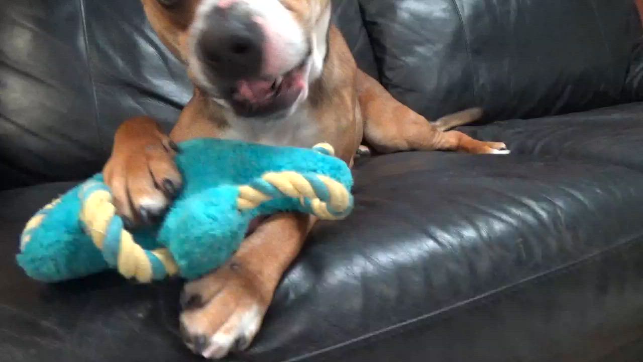 Enlarge Whispy, a other mixed breed in Chardon, OH video 4/6