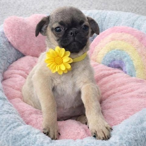 Magnolia, adopted, Puppy Female Pug.