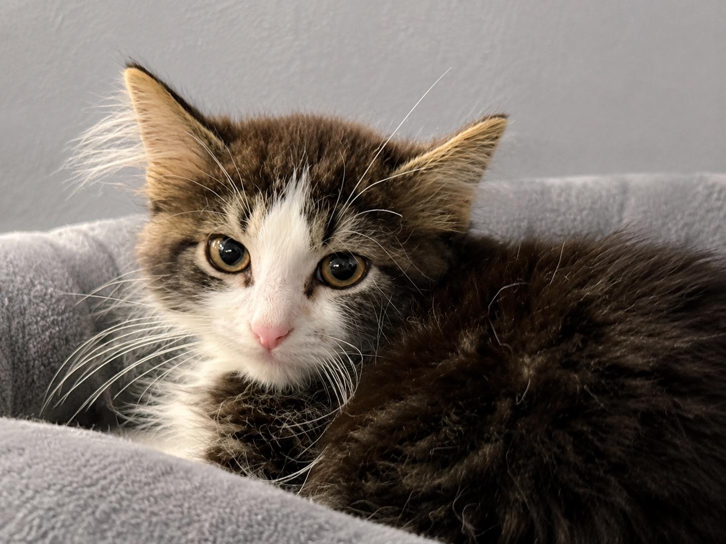 Enlarge Disel, an adopted Domestic Long Hair in Sioux Falls, SD image 2/3