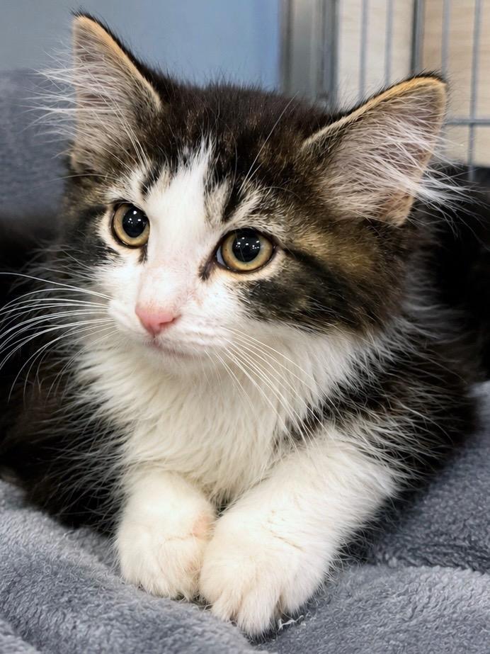 Disel, adopted, Kitten Male Domestic Long Hair.