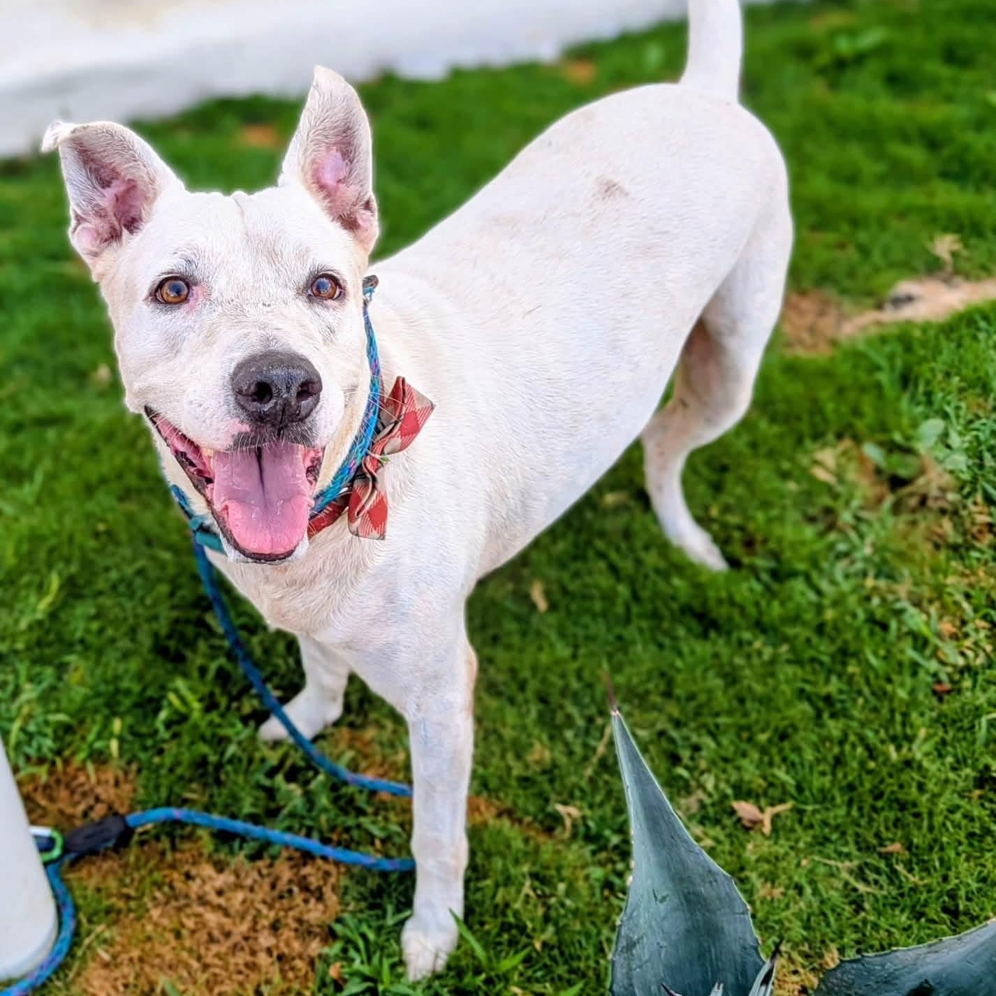 Boyka, a ADOPTABLE Mixed Breed in North Vancouver, BC image 4/6