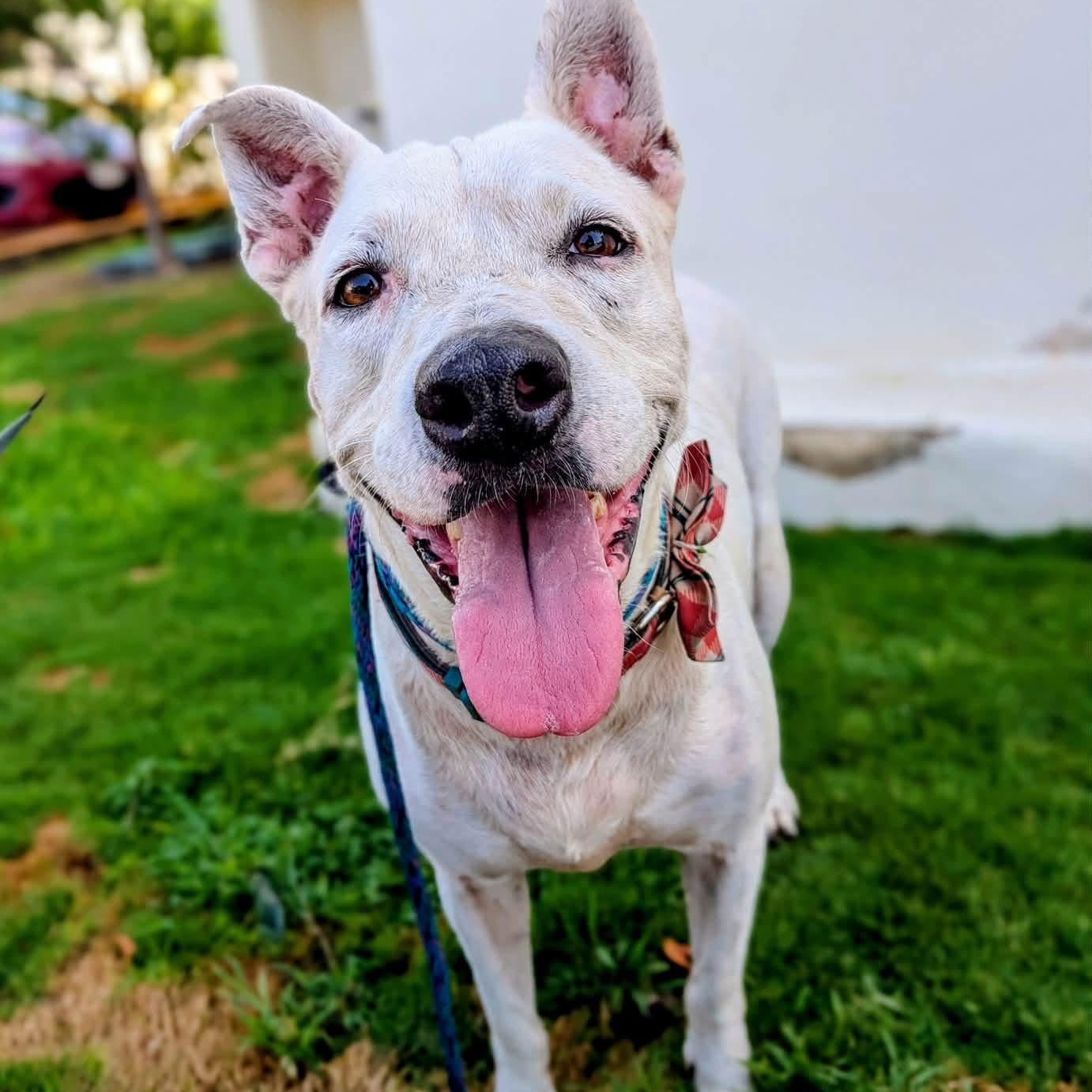 Boyka, a ADOPTABLE Mixed Breed in North Vancouver, BC image 2/6