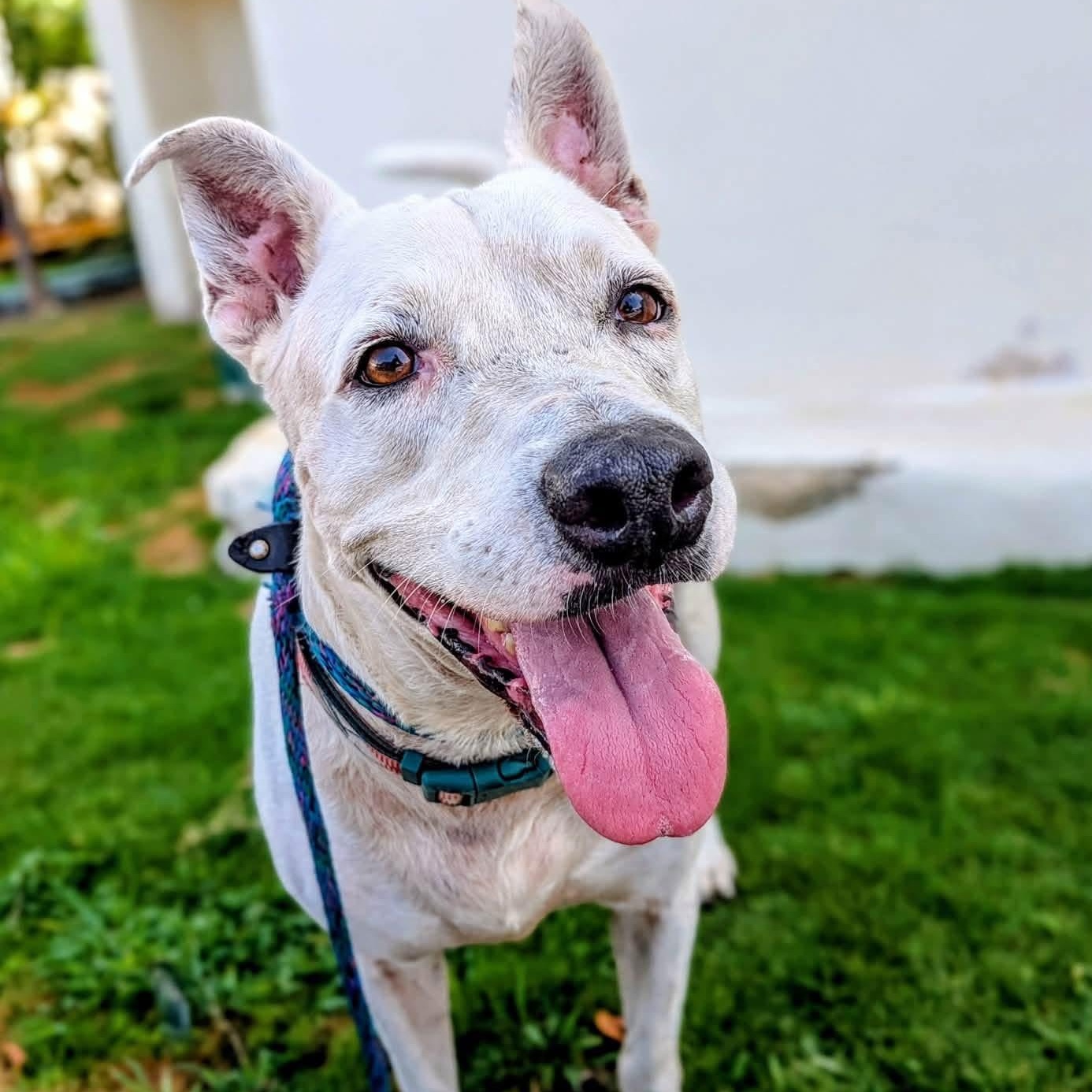 Boyka, a ADOPTABLE Mixed Breed in North Vancouver, BC image 5/6