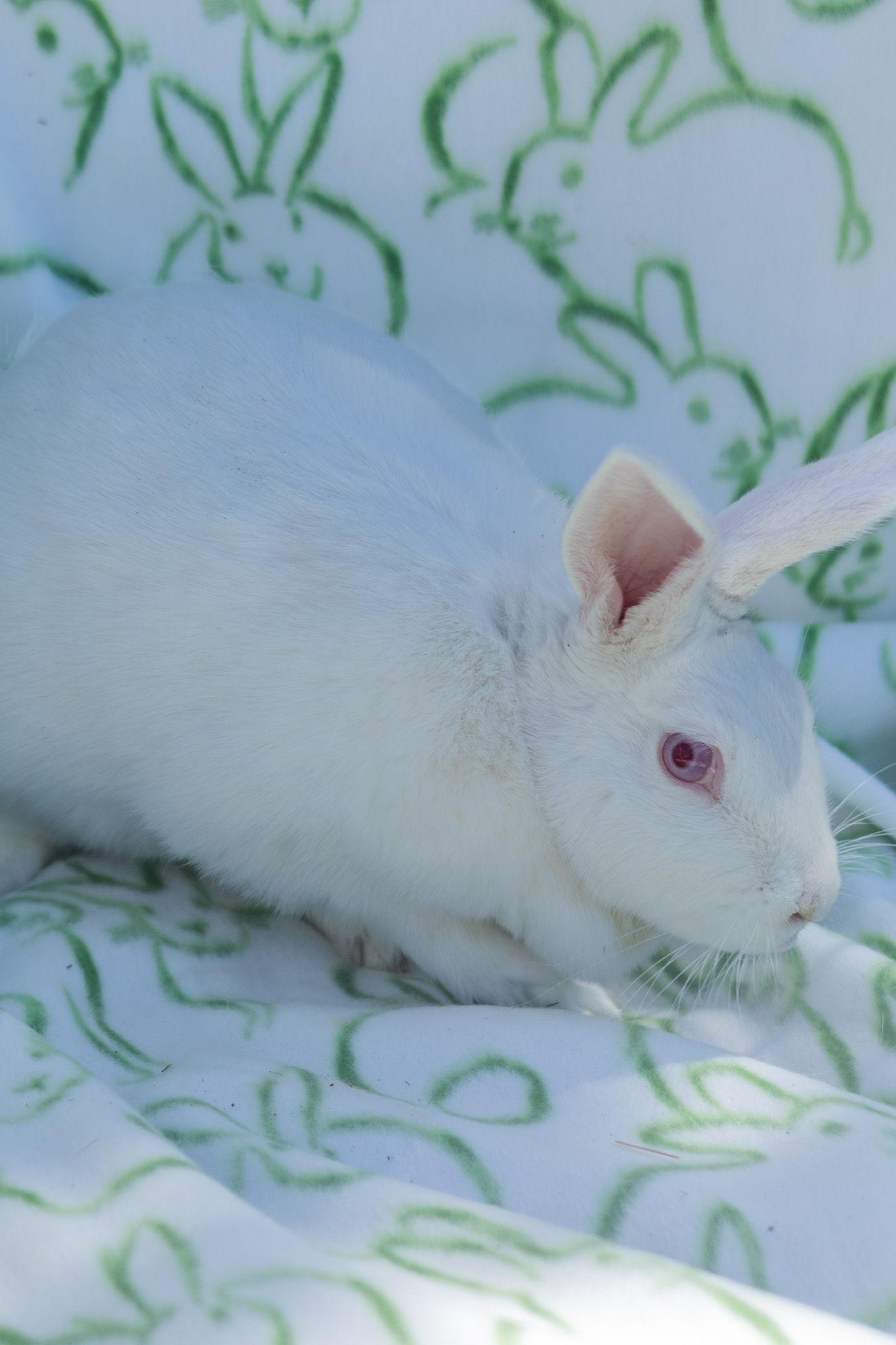 Daffodil, an adopted Rex in Bishopville, SC image 2/3