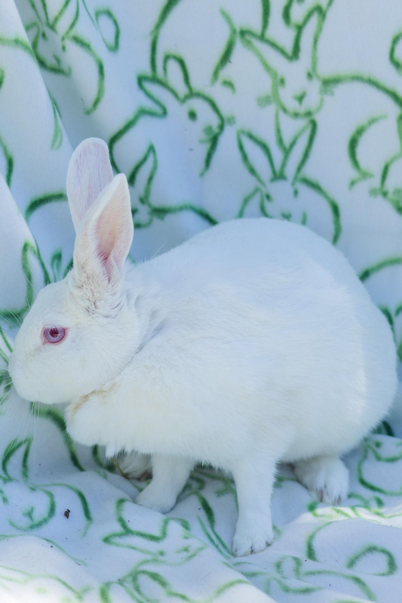 Daffodil, an adopted Rex in Bishopville, SC image 3/3