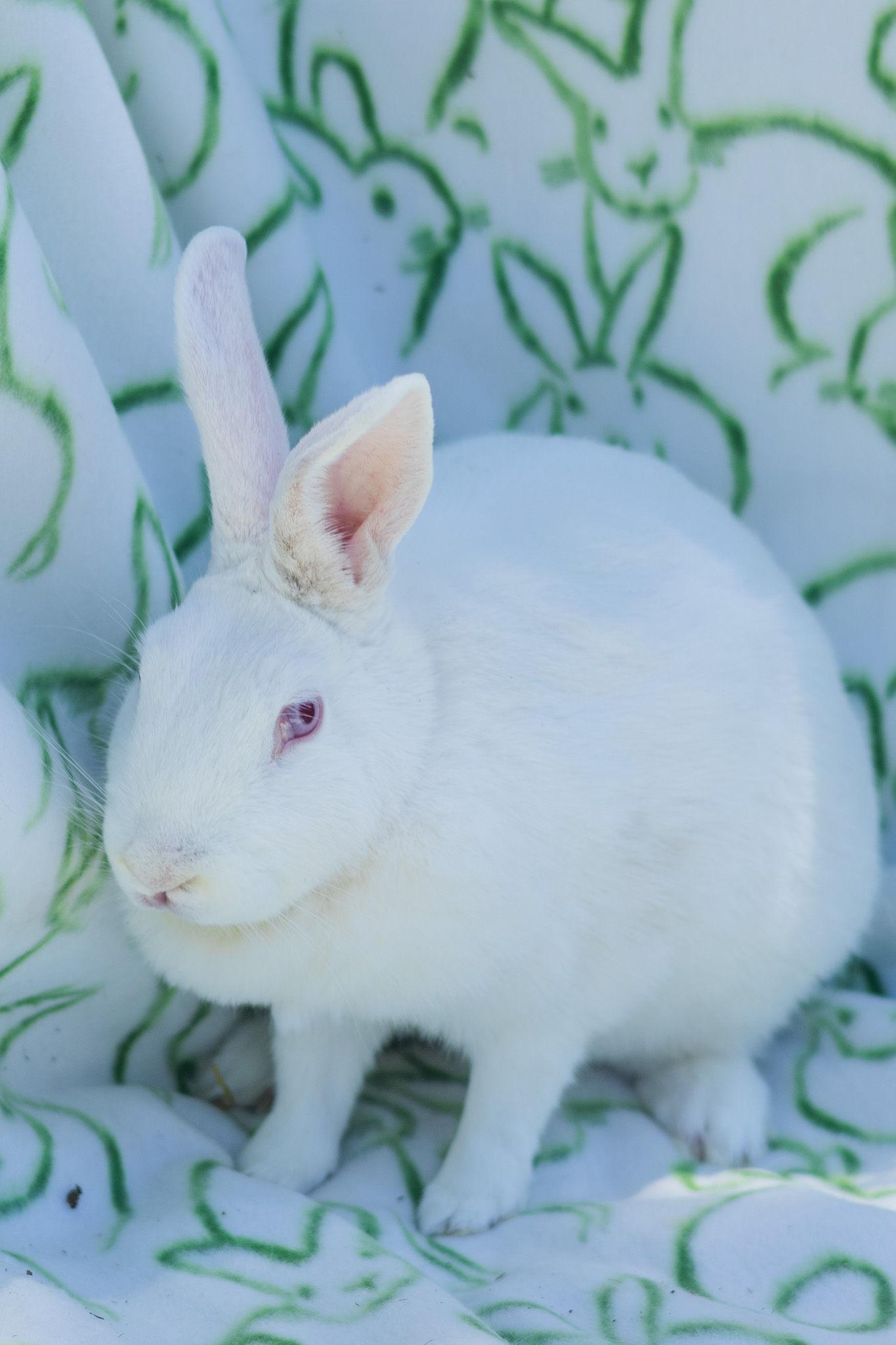 Daffodil, adopted, Adult Female Rex.