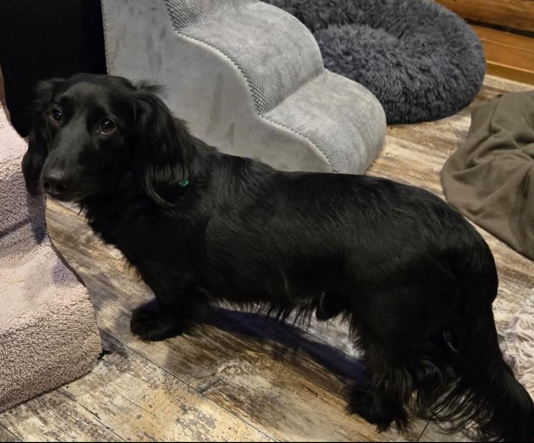 Romeo, Adoptable, Adult Male Dachshund & Cattle Dog.