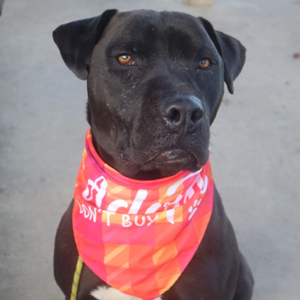 Negan *AVAILABLE IN FOSTER*, Adoptable, Adult Male Mixed Breed.