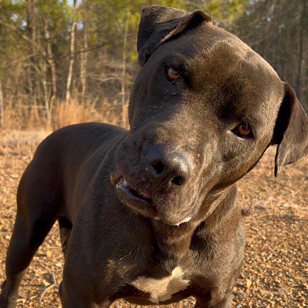 Negan *AVAILABLE IN FOSTER*, a Adoptable Mixed Breed in Columbiana, AL image 2/4