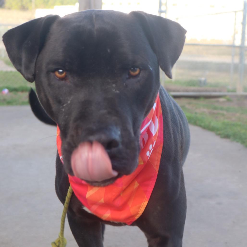 Negan *AVAILABLE IN FOSTER*, a Adoptable Mixed Breed in Columbiana, AL image 3/4