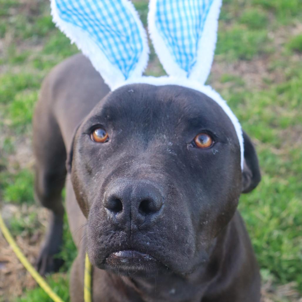 Negan *AVAILABLE IN FOSTER*, a Adoptable Mixed Breed in Columbiana, AL image 4/4