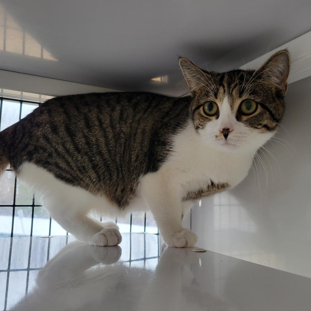 Flame, Adoptable, Young Female Domestic Short Hair.