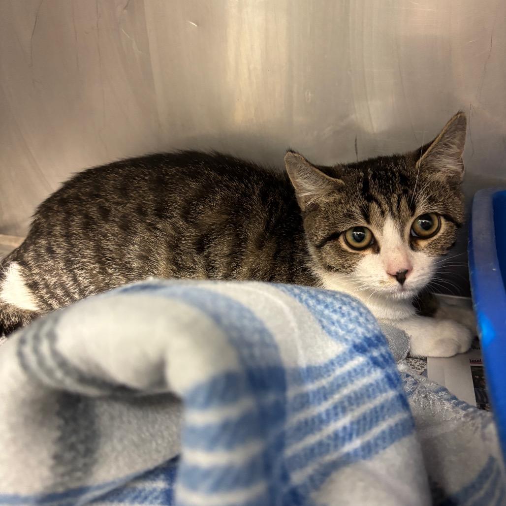 Enlarge Flame, a Adoptable Domestic Short Hair in Ruckersville, VA image 1/1