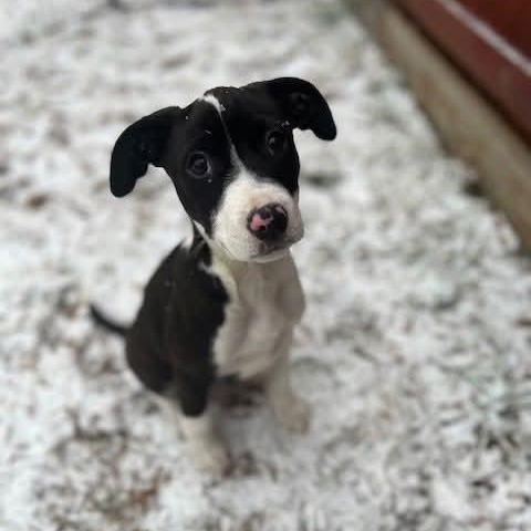 Lady, adopted, Puppy Female Australian Shepherd & American Bully.