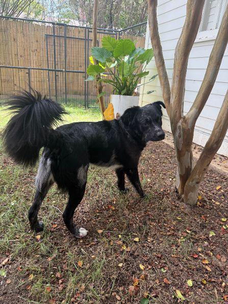 Enlarge Palmer, a Adoptable mixed breed in Pass Christian, MS image 4/6