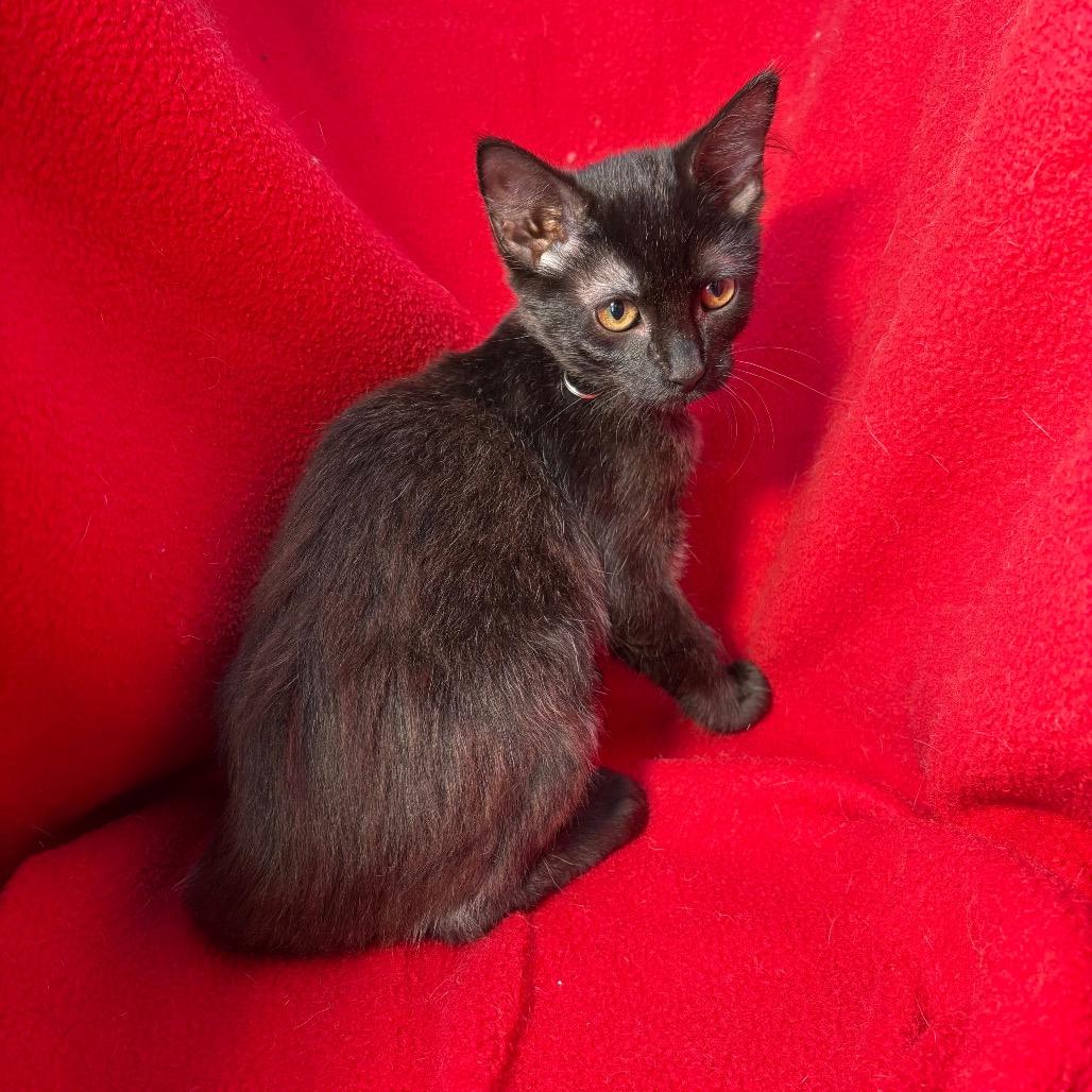 Rosemary, Adoptable, Young Female Domestic Short Hair.