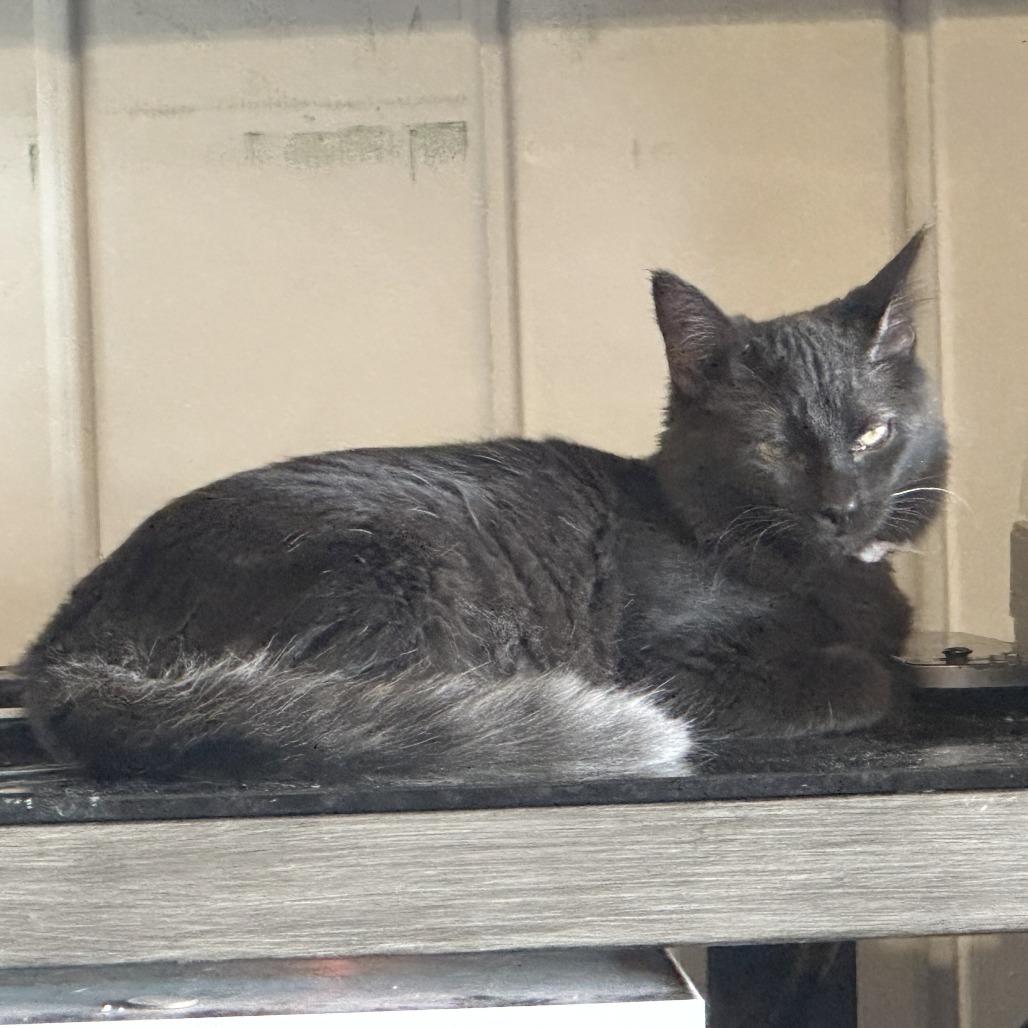 Rosemary, a Adoptable Domestic Short Hair in Wichita, KS image 2/6