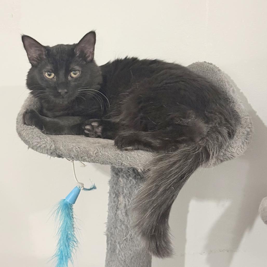 Rosemary, a Adoptable Domestic Short Hair in Wichita, KS image 3/6