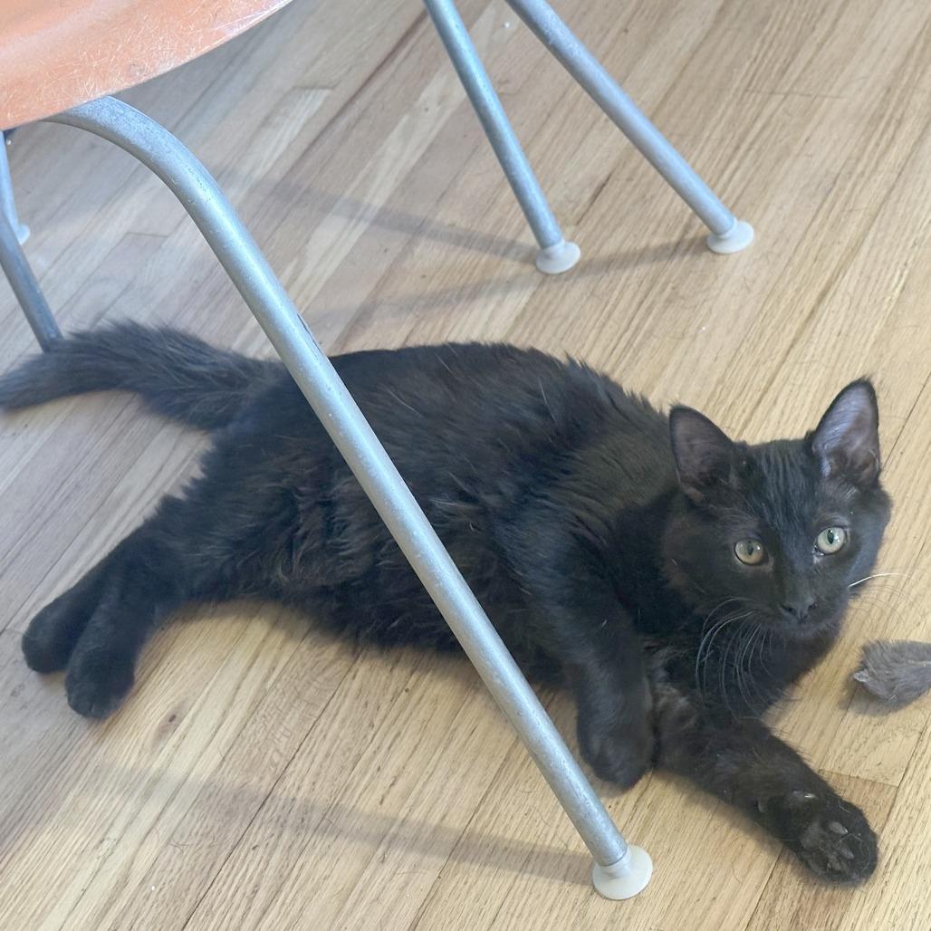 Rosemary, a Adoptable Domestic Short Hair in Wichita, KS image 4/6