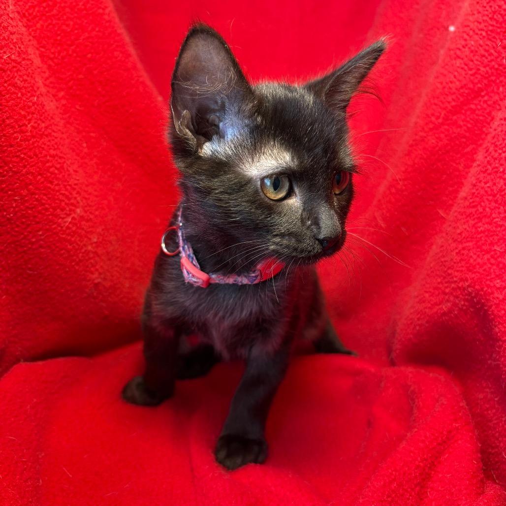 Rosemary, a Adoptable Domestic Short Hair in Wichita, KS image 5/6